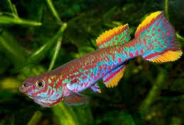 Miniatura: Killifish Vlue Causen Gardneri