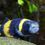 Miniatura: Brachygobius doriae