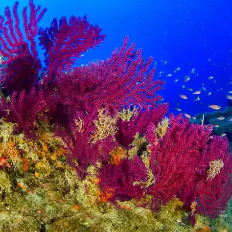 Stunning coral forests discovered around Sicily's deep sea volcanoes
