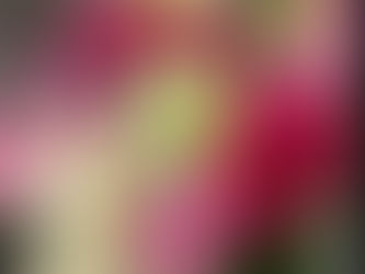 Beautiful Wedding Bouquet Inspiration for 2025