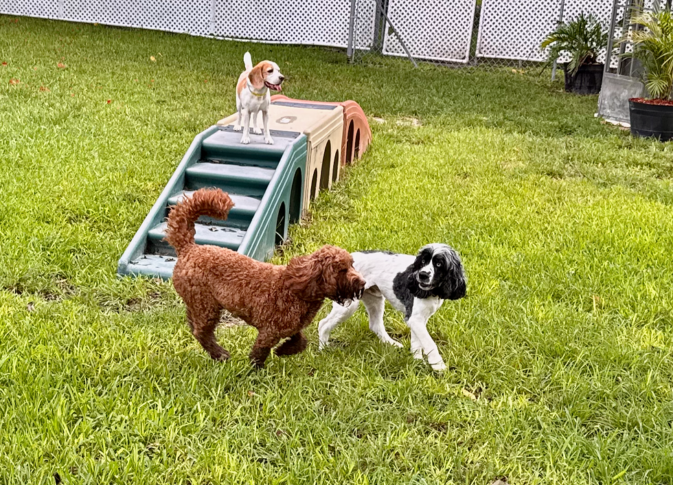 Happy dogs playing together during a sunny morning at Dog Dude Ranch