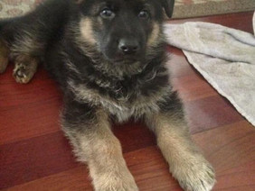 SZARIK THE MIRACLE PUPPY