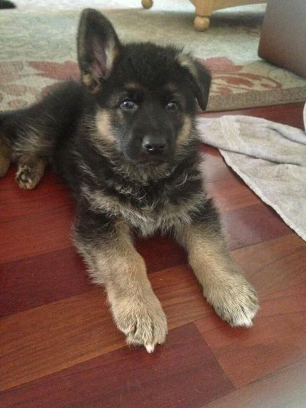 Szarik the miracle puppy