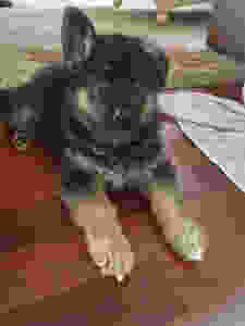 Szarik the miracle puppy