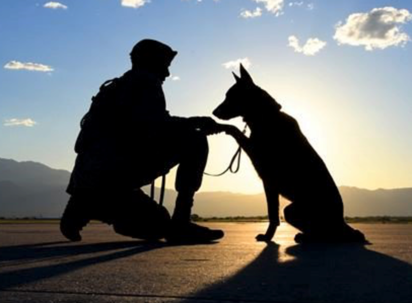 Rescue dogs with war heroes