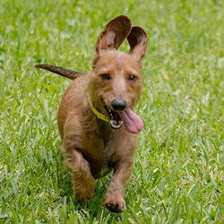 1 Dog Dude Ranch Best Boarding and Daycare14.19.36.jpeg