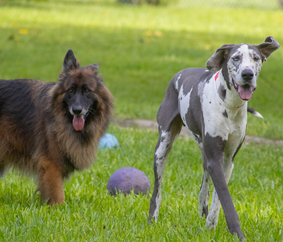 Dog Dude Ranch where every day is fun