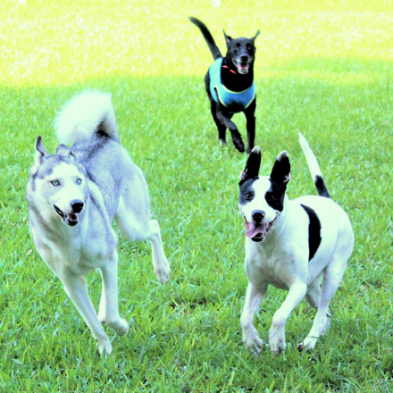 Large dogs running on the grass