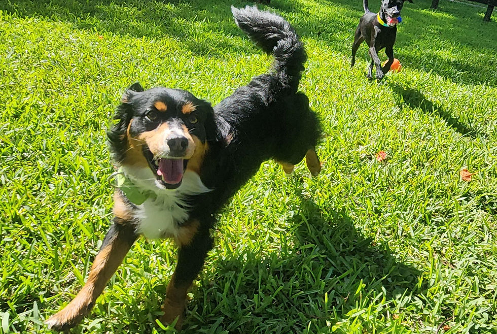 Discover The Barking Times July Newsletter from Dog Dude Ranch! Get Fourth of July dog safety tips, summer heat advice, true dog enrichment ideas, funny stories, and happy ranch adventures.