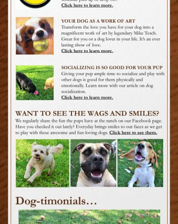 Dog taxi, artwork, fun and more!