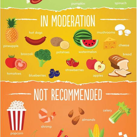 Can Dogs Eat Bananas? 10 Toxic Foods, 23 Safe Ones & A Few in the Middle