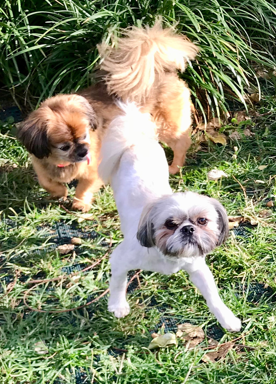 Hello cute dogs