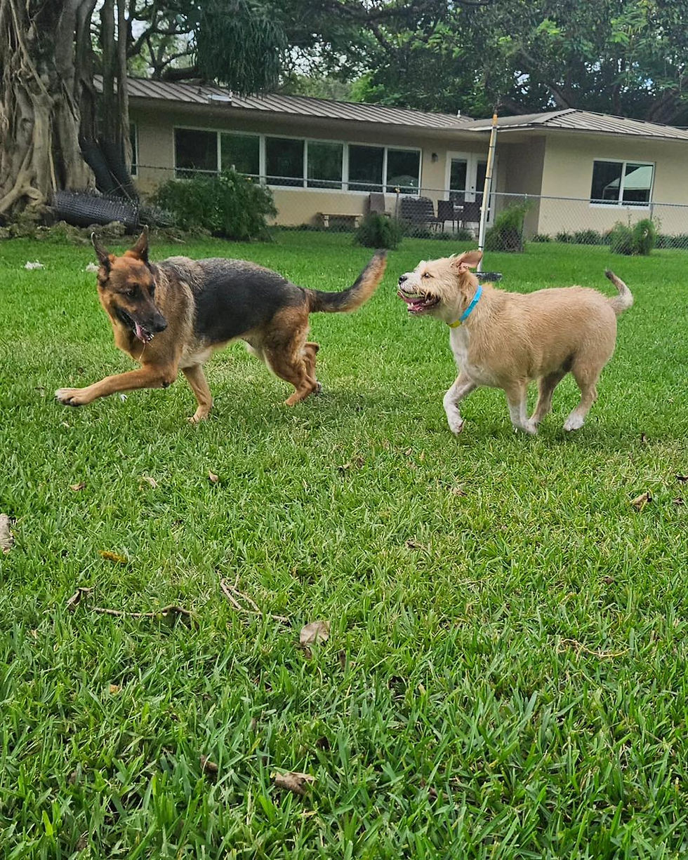 Dog Dude Ranch hanging with best friends