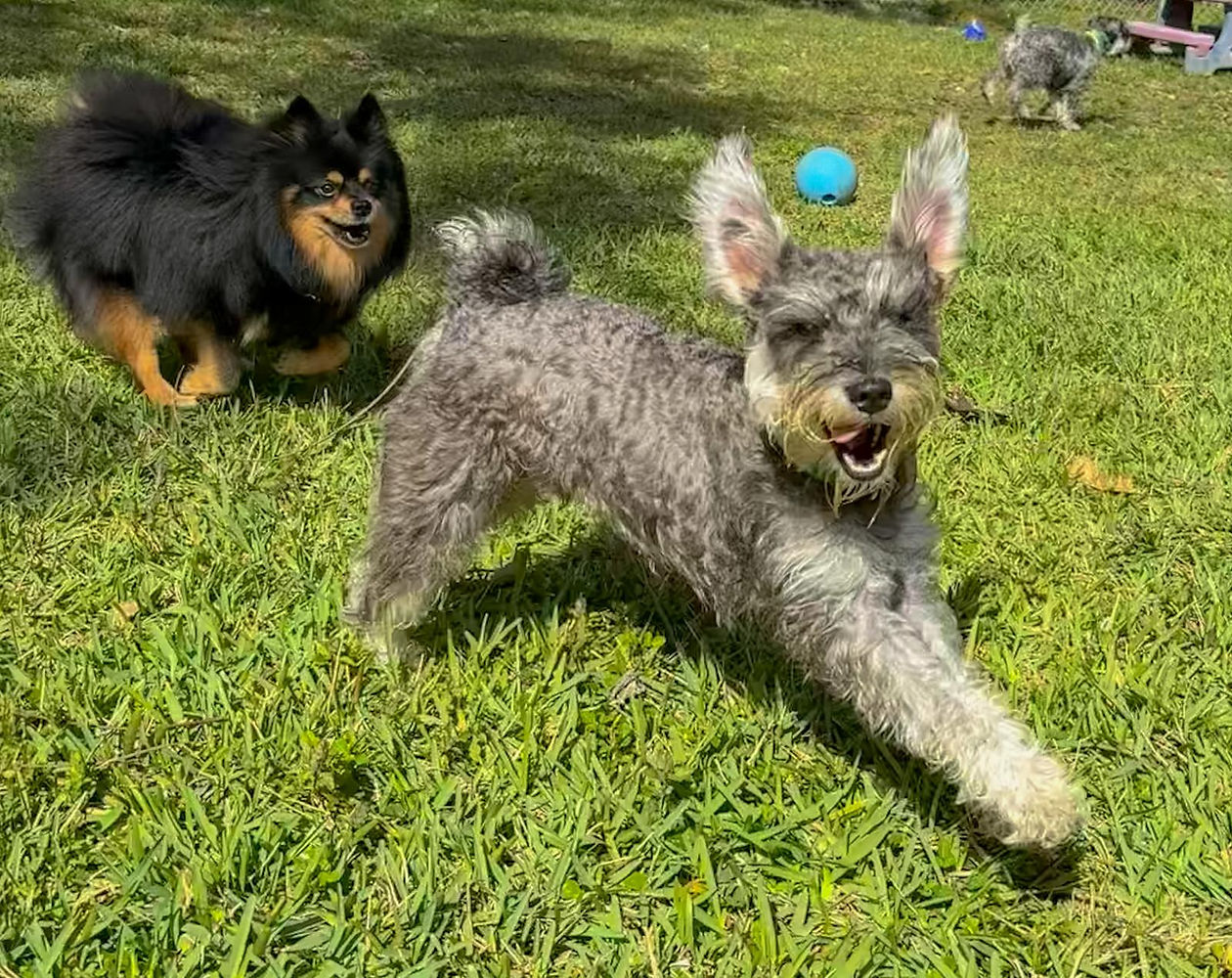 5 Dog Dude Ranch dog Boarding.jpeg