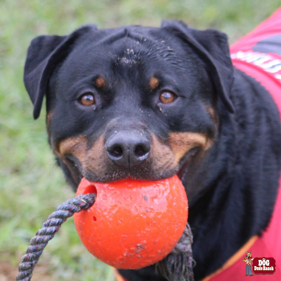 dog ball
