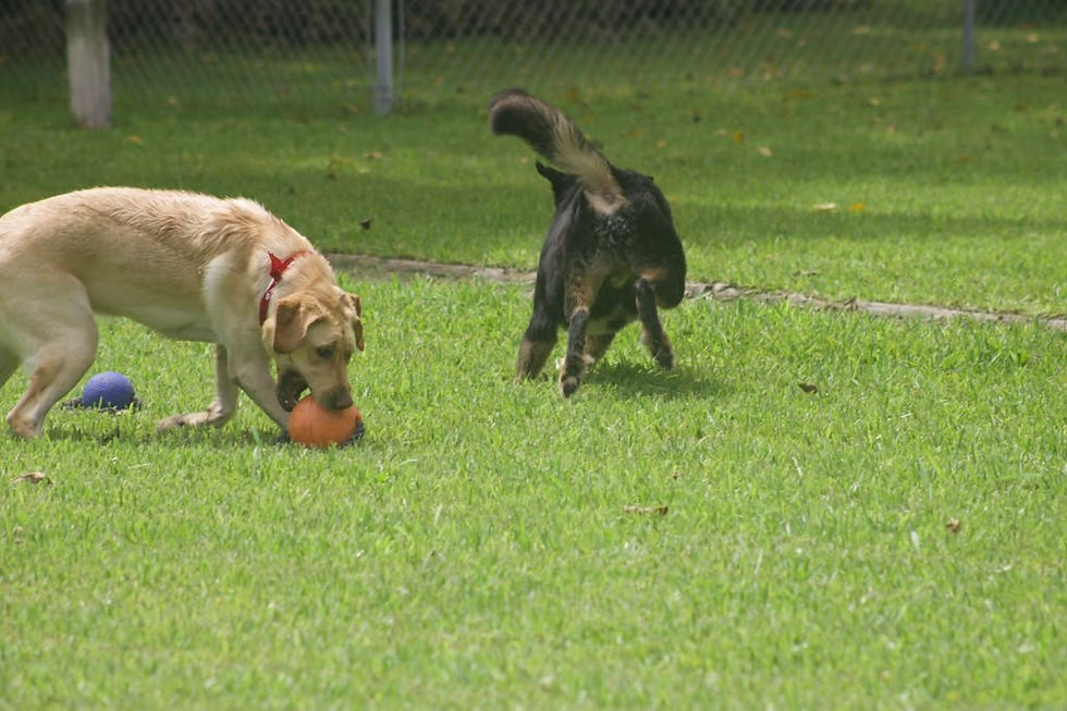 Dog choosing between two named toys during a word-learning activity