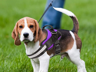 Dog Harness Review - Our #1 Style