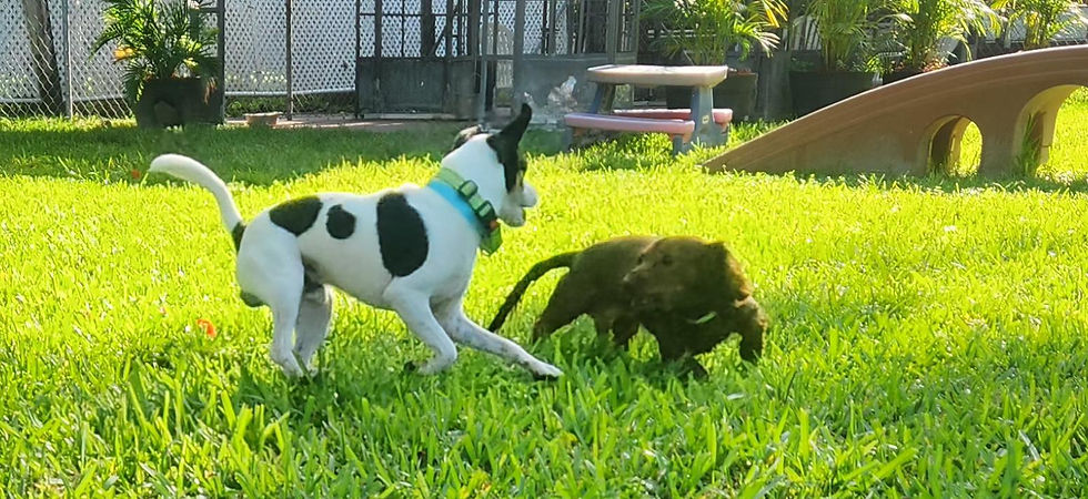 Dog play and socialization is built into everything we do at our daycare and boarding kennel 