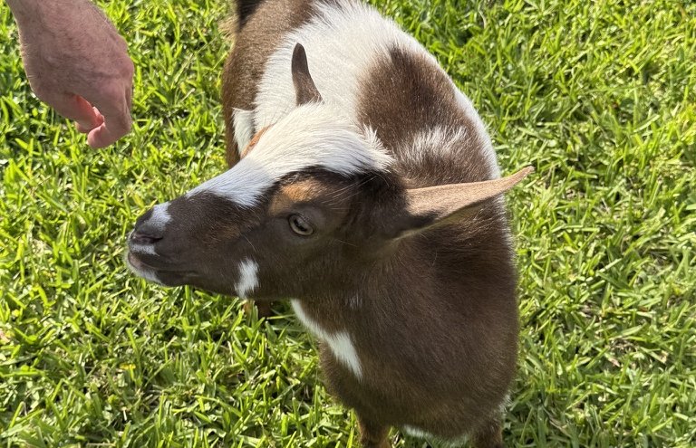 Una cabra amigable del rancho en el césped de Dog Dude Ranch