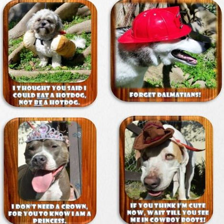 What's new in dog boarding and dog day care at the ranch!?