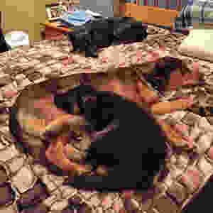SZARIK THE MIRACLE PUPPY