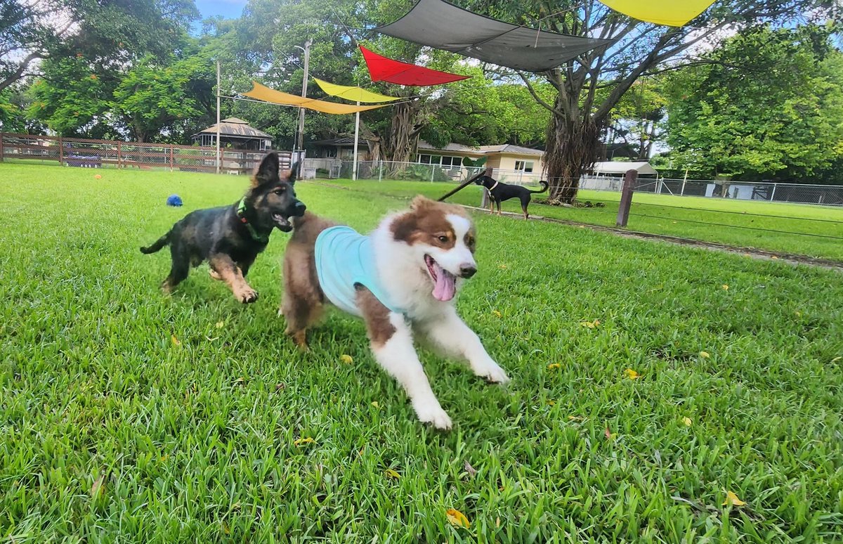 Dos cachorros corriendo en el césped bajo coloridas velas de sombra y postes altos de aspersores