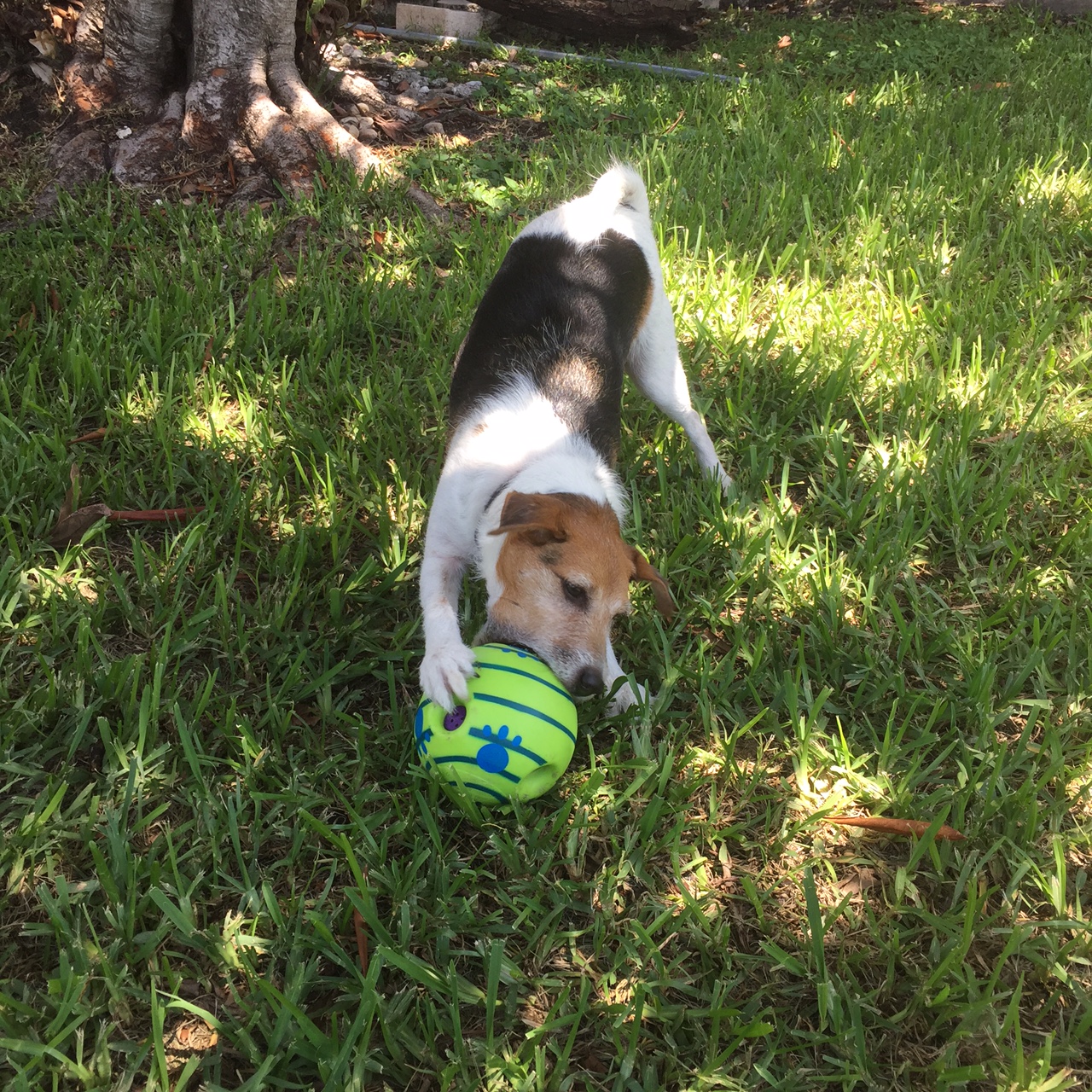 Rhett - The cutest Jack Russel!