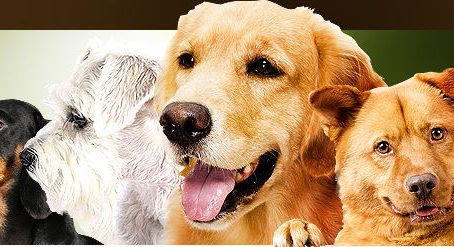 DOG TRAINING DOES NOT HAVE TO BE DIFFICULT