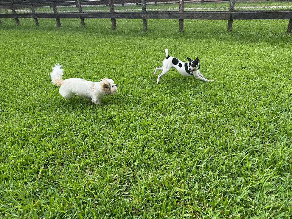 Playing tag with friends at Dog Dude Ranch the best daycare and kennel in miami for bording