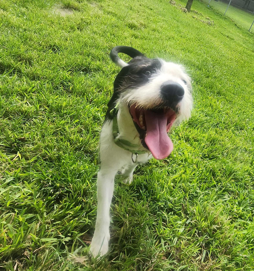 Happy dogs that make you smile at Dog Dude Ranch - the best dog boarding and daycare kennel