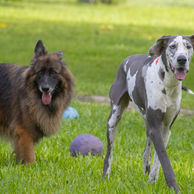 Why Dog Socialization Matters: More Than Just Playtime