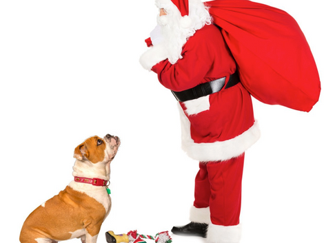 Christmas and Holiday gifts for your dog!