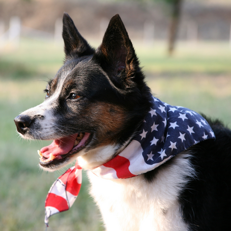 Dogs and fear of loud noises like fireworks and thunder