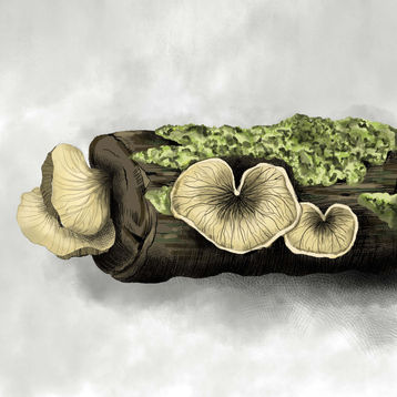 lichen.jpg