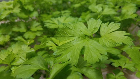 Flat Leaf Parsley