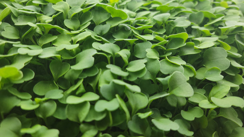 Arugula