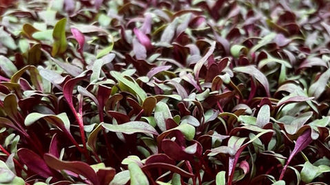 Beets