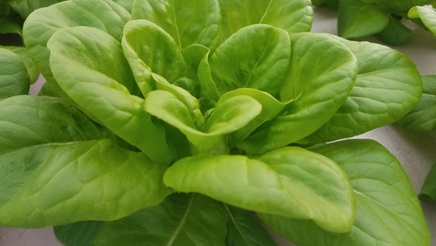 Baby Buttercrunch