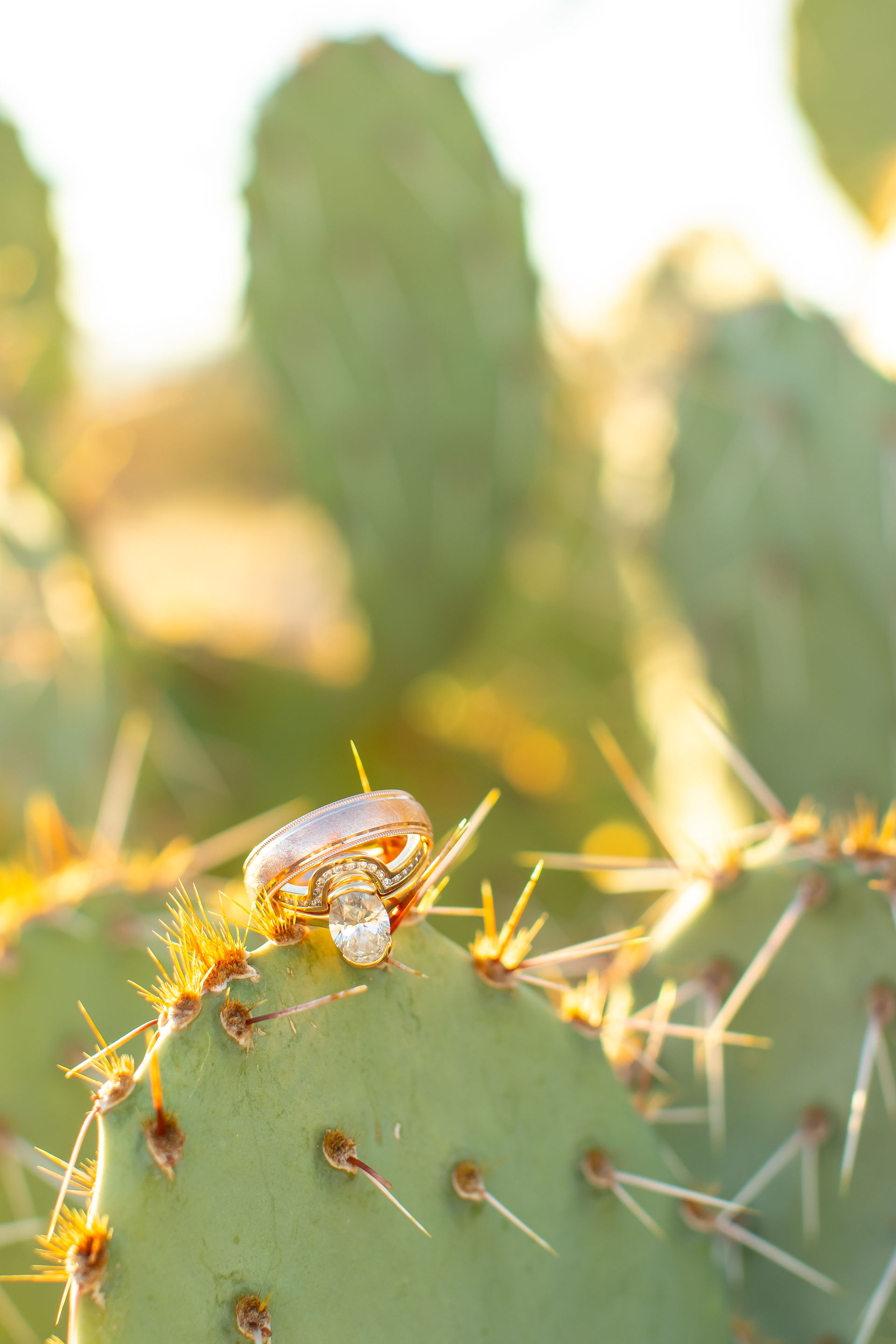 A closeup of wedding rings sitting atop a prickly pear cactus in the desert