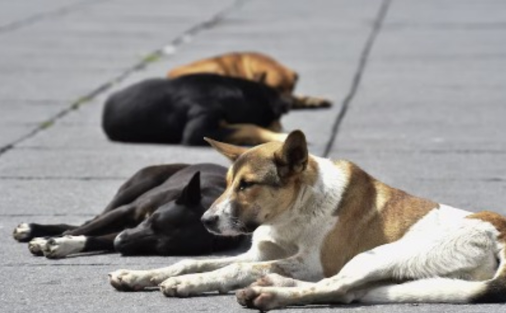 <a href="https://www.epnewsleader.com/post/city-explores-options-for-new-animal-shelter-to-address-stray-pet-issue" target="_blank">City Explores Options for New Animal Shelter to Address Stray Pet Issue</a>