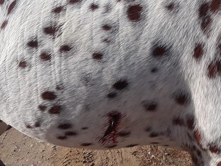 Animal Cruelty Reported in Eagle Pass, Horse Shot with Arrow