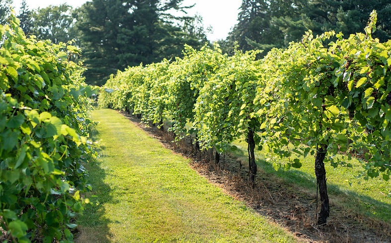 The front vineyard of Saint Croix Vineyards, lines of grape vines with grass between the rows
