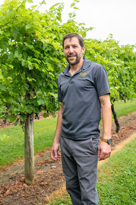 Martin Polognioli, a slim man with short dark hair and a beard, in gray clothing, stands in front of grape vines in the vineyard