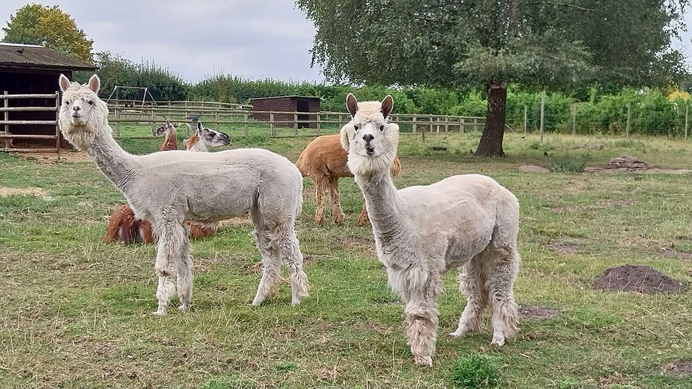 Alpaca at Merrist Wood