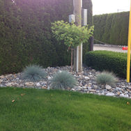 Image of shrubs on a lawn