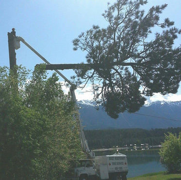 A cut tree being fell near a property