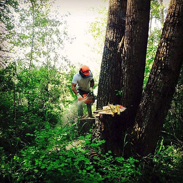 Worker cutting a tree with a chainsaw near a stump