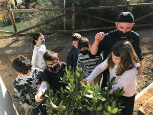 Llenties cuinades amb fulles del llorer de l'escola!