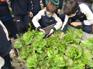 Unim esforços: primera collita!