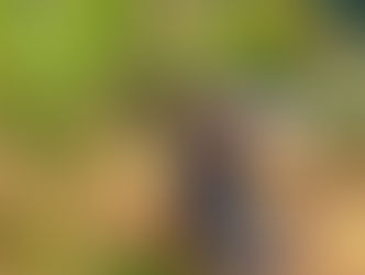 Primera collita de raïm!